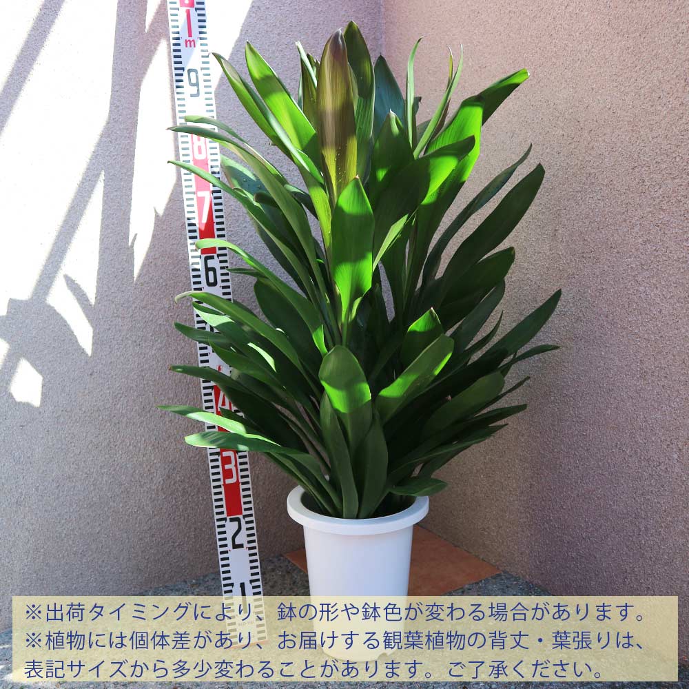 観葉植物 コルディリネ･グローカル【観葉植物 7号プラスチック鉢／1個売り】