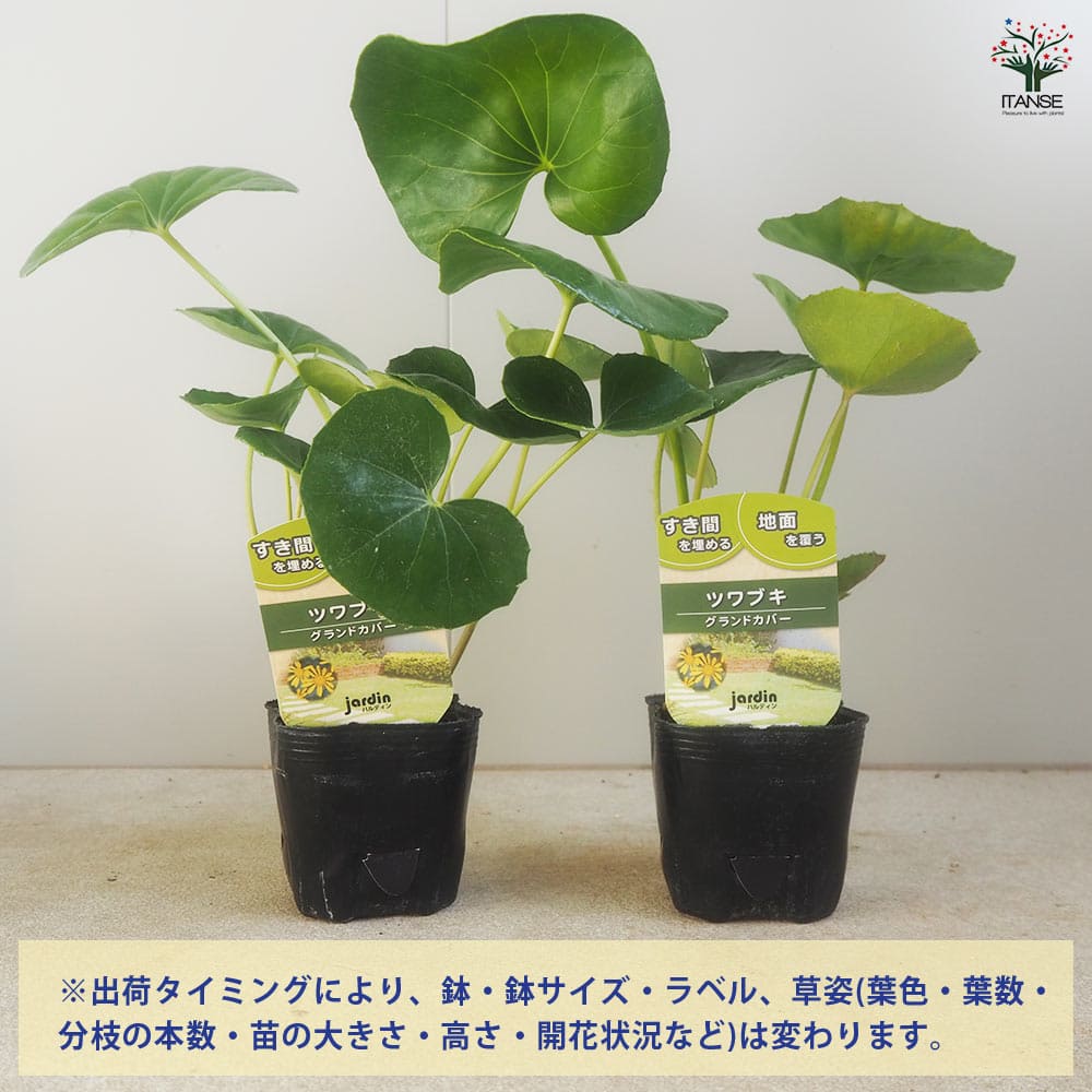 ✨ツワブキ 苗 6株 根付き✨抜き苗　山野草　農薬不使用　煮物がおいしいよ～ ✨ツワブキ 苗 6株 根付き✨抜き苗 山野草 無農薬 煮物が