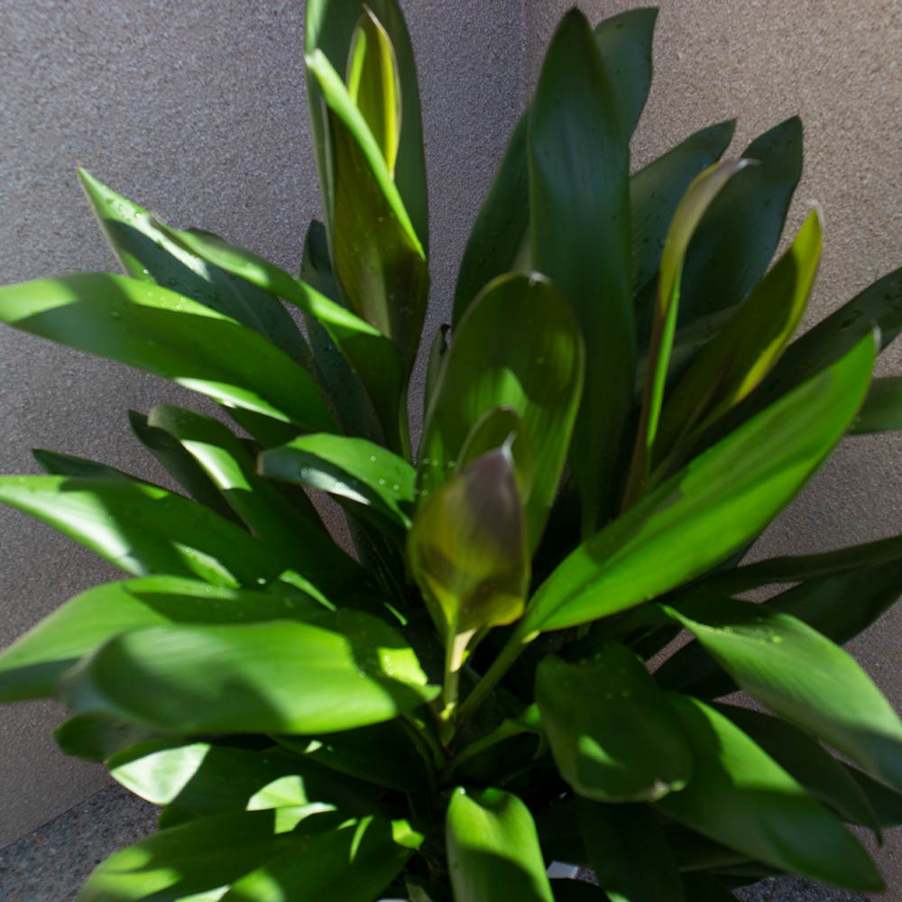 観葉植物 コルディリネ･グローカル【観葉植物 7号プラスチック鉢／1個売り】
