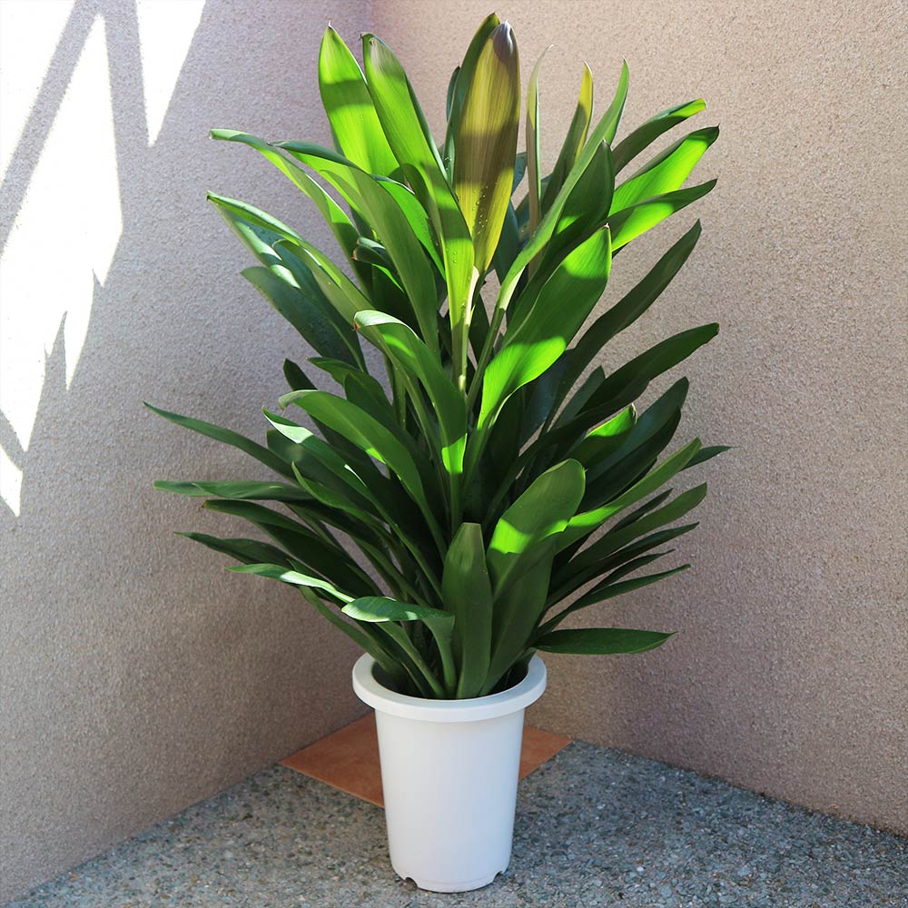観葉植物 コルディリネ･グローカル【観葉植物 7号プラスチック鉢／1個売り】