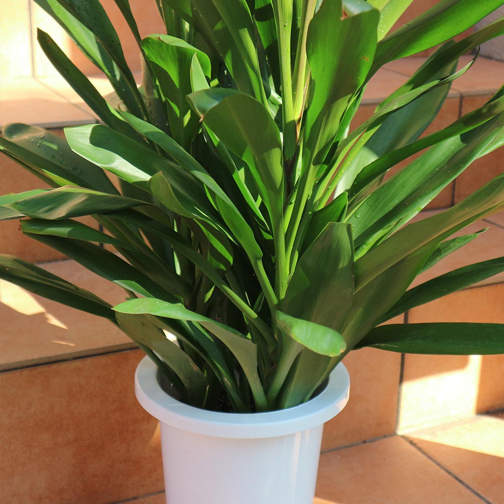 観葉植物 コルディリネ･グローカル【観葉植物 7号プラスチック鉢／1個売り】