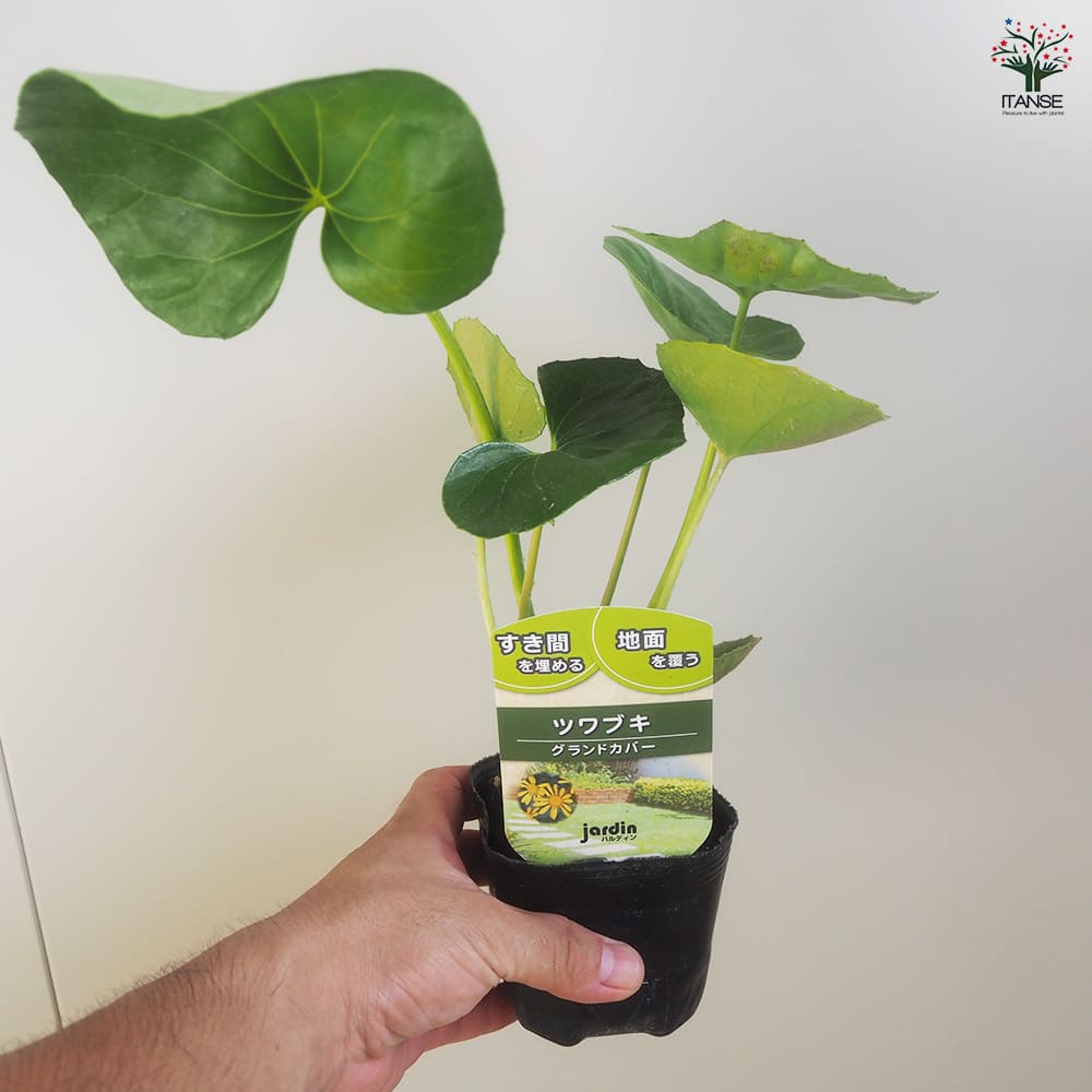 ツワブキ2個～ 【花苗 9cm】｜ 【植物のITANSE】全品送料