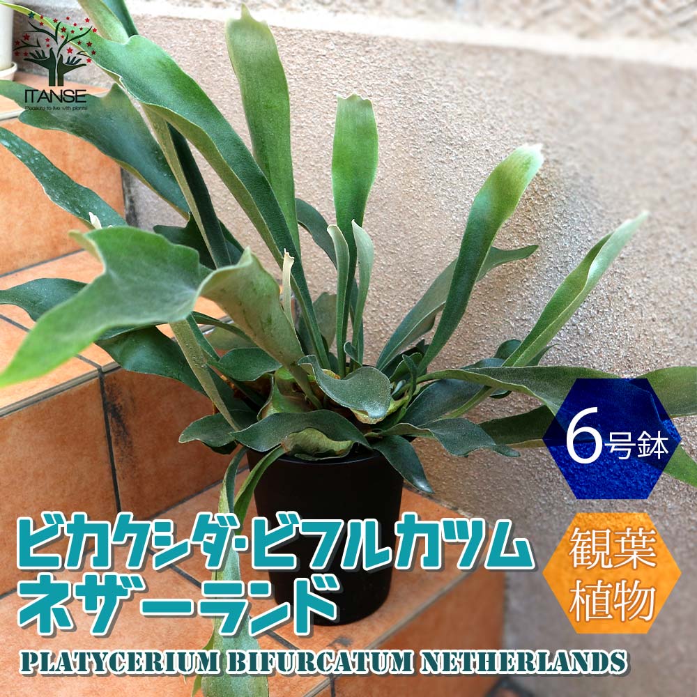ビカクシダ・ビフルカツム・ネザーランド【観葉植物 中型 6号プラスチック鉢／1個売り】