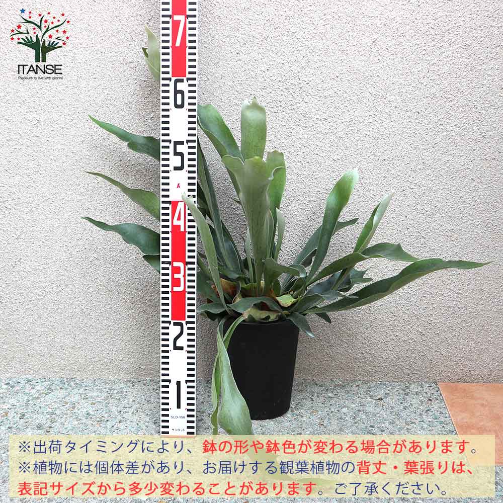 Itanse良品ｾﾚｸﾄ通販