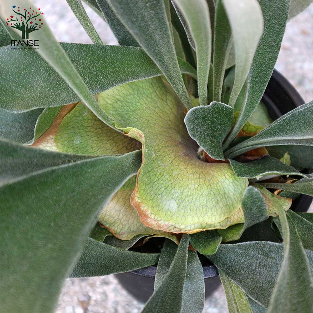 ビカクシダ・ビフルカツム・ネザーランド【観葉植物 中型 6号