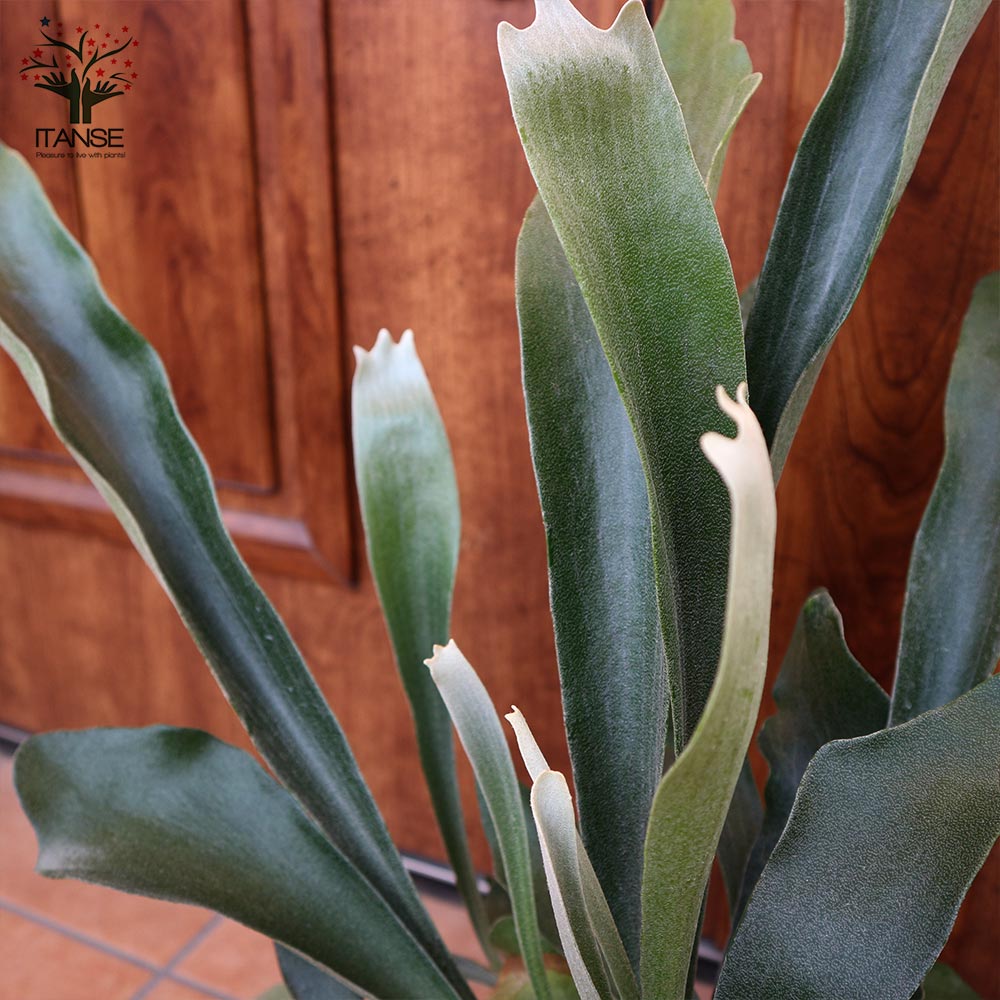 ビカクシダ・ビフルカツム・ネザーランド【観葉植物 中型 6号プラスチック鉢／1個売り】