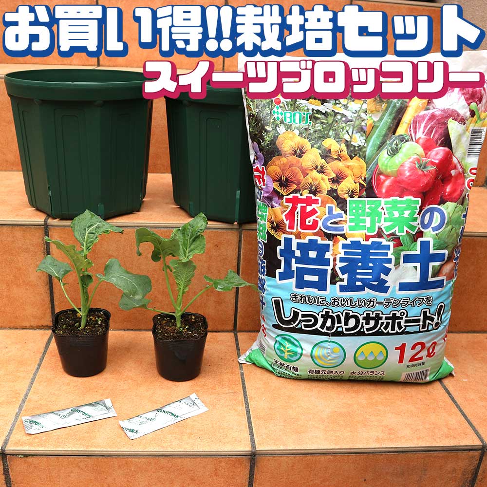 栽培セット スイーツブロッコリー【野菜の苗 9cmポット苗/お買い得2個セット】