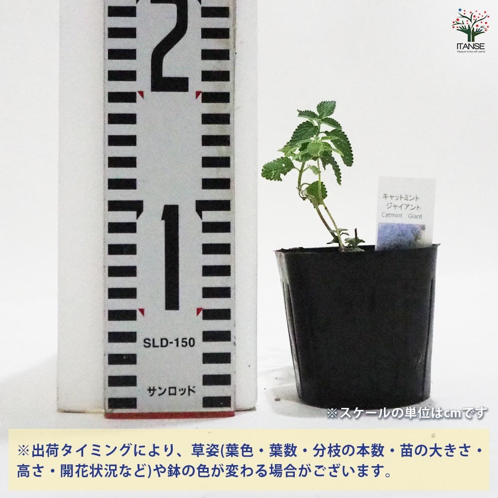キャットミント シックスヒルズジャイアント 【ハーブの苗 9cmポット】