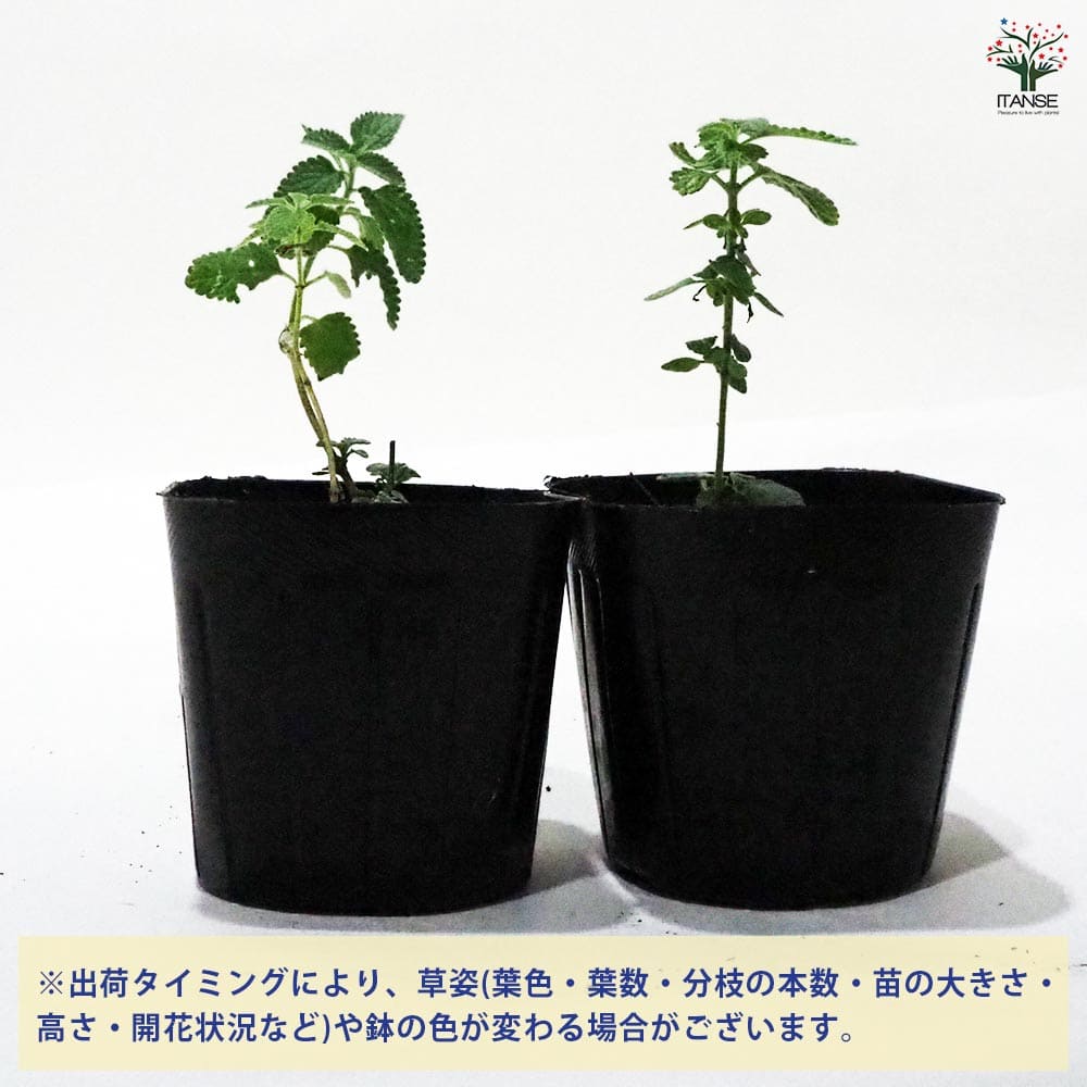 キャットミント シックスヒルズジャイアント 【ハーブの苗 9cmポット】