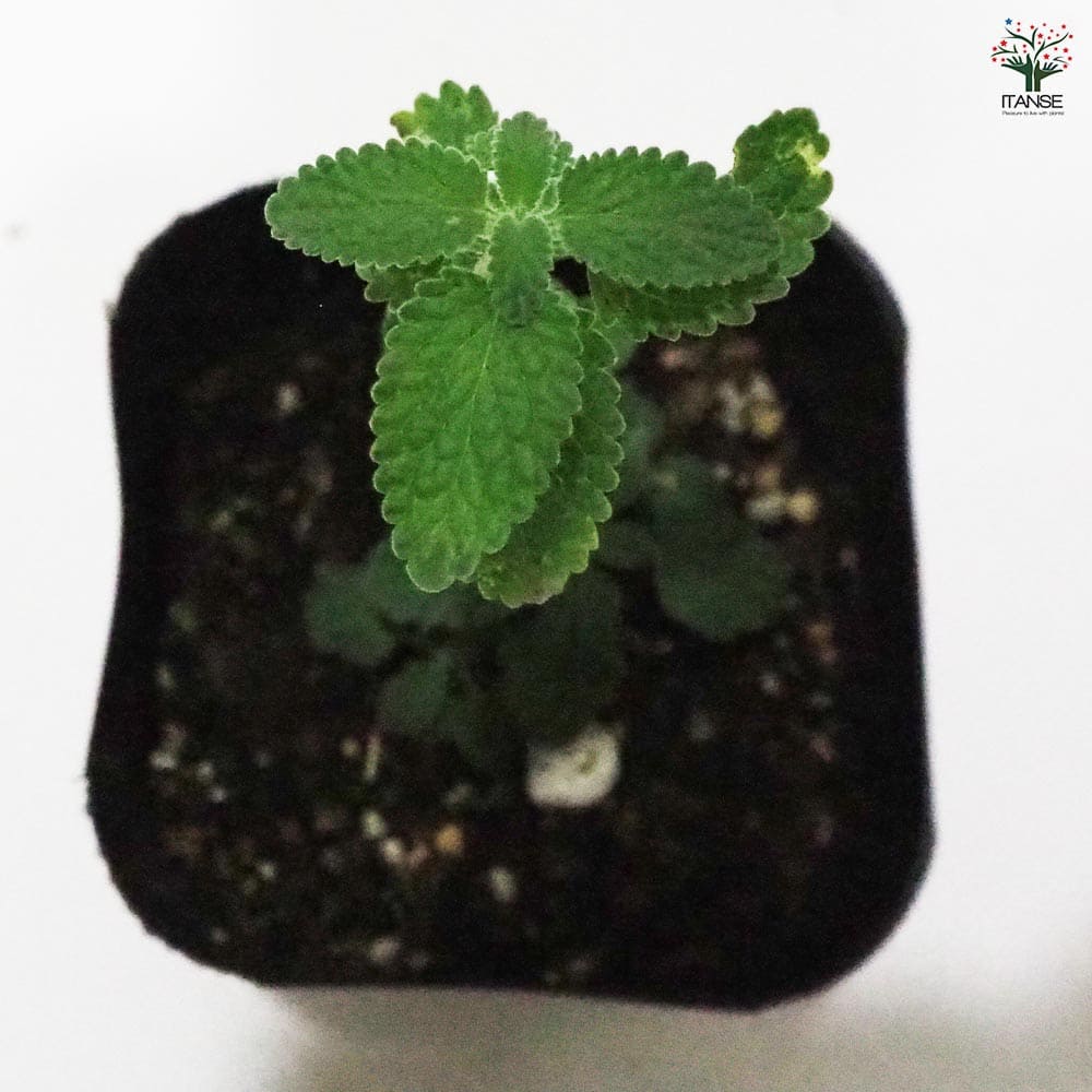 キャットミント シックスヒルズジャイアント 【ハーブの苗 9cmポット】