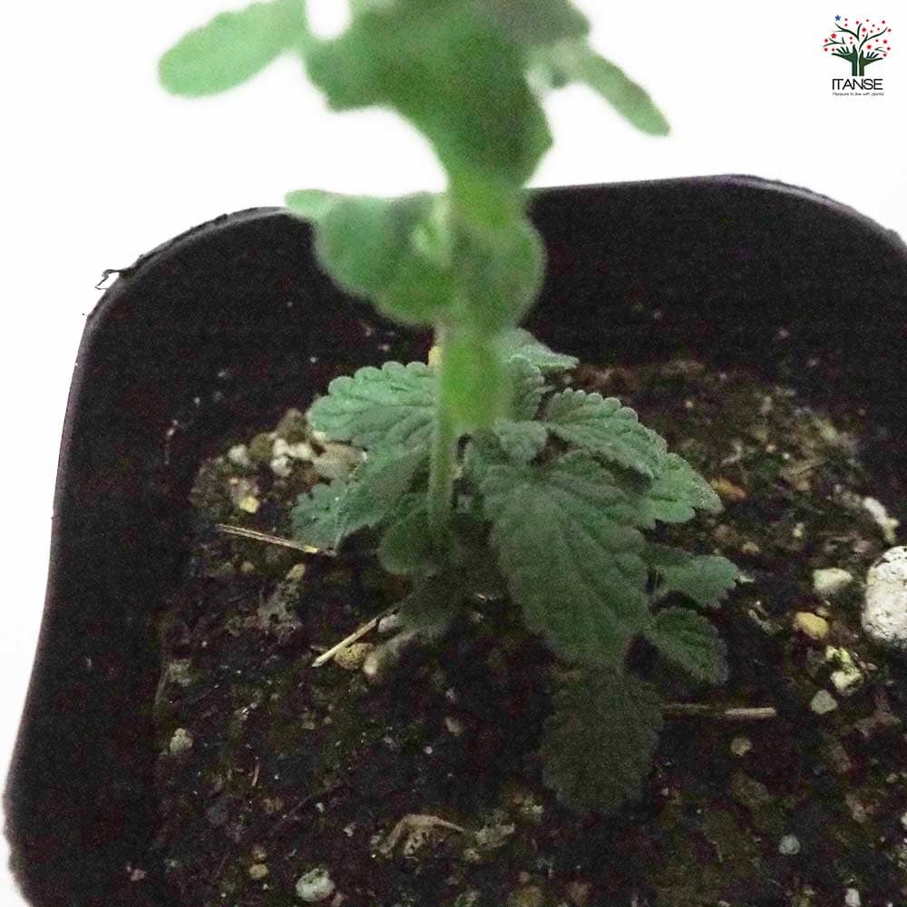 キャットミント シックスヒルズジャイアント 【ハーブの苗 9cmポット】