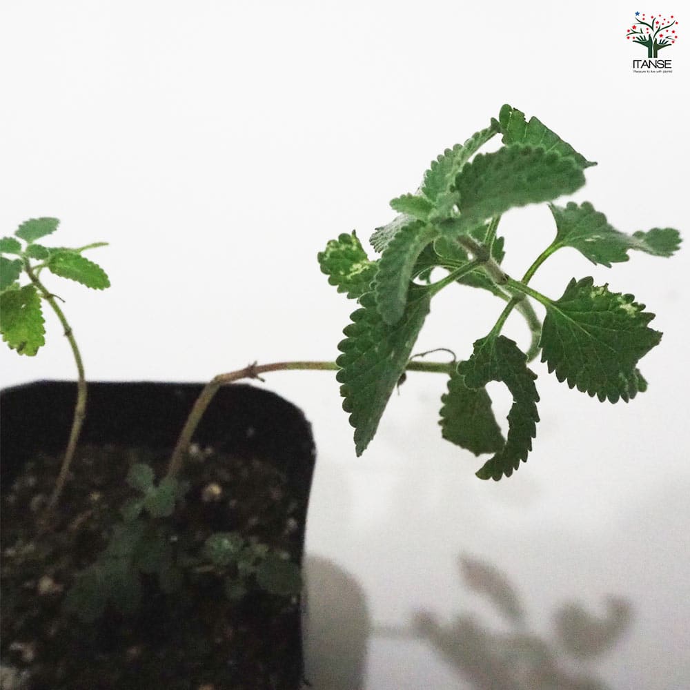 キャットミント シックスヒルズジャイアント 【ハーブの苗 9cmポット】