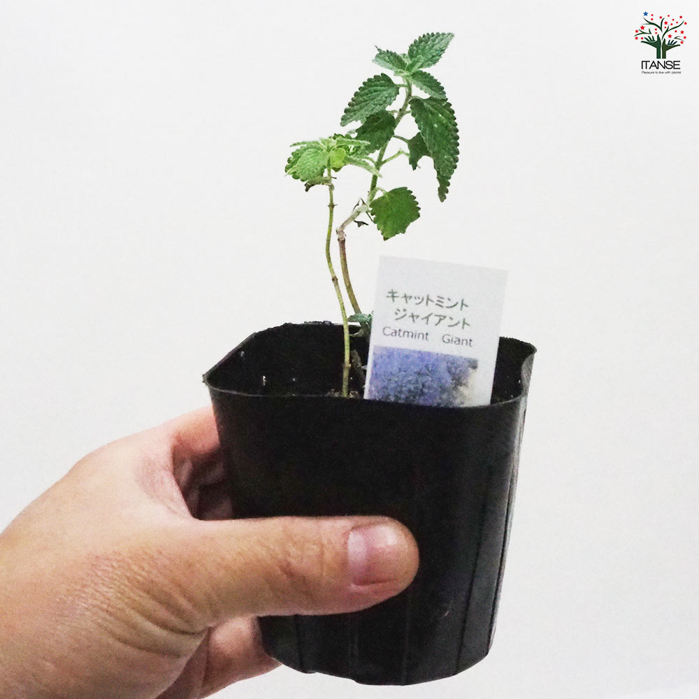 キャットミント シックスヒルズジャイアント 【ハーブの苗 9cmポット】