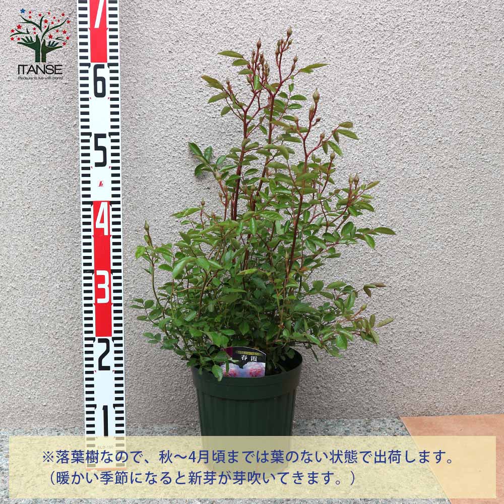 Itanse良品セレクト通販 Itanse良品セレクト通販