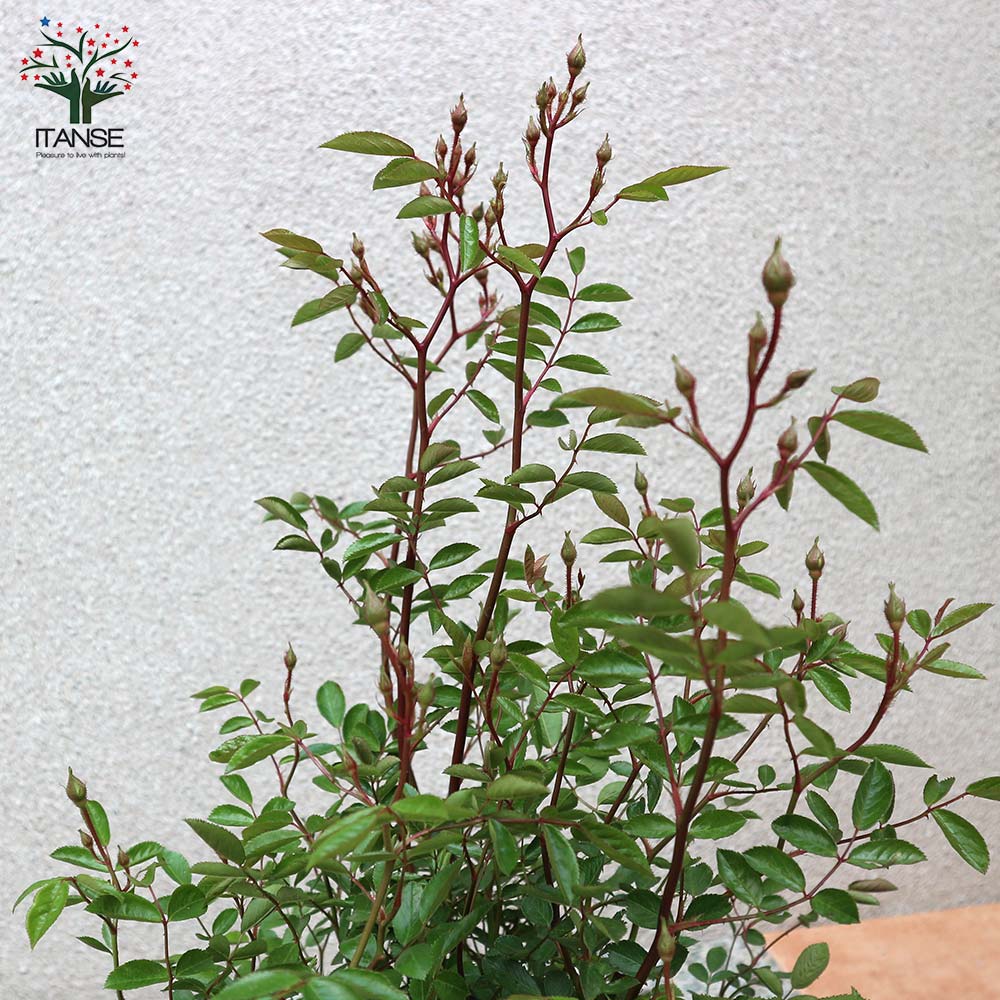 Itanse良品ｾﾚｸﾄ通販