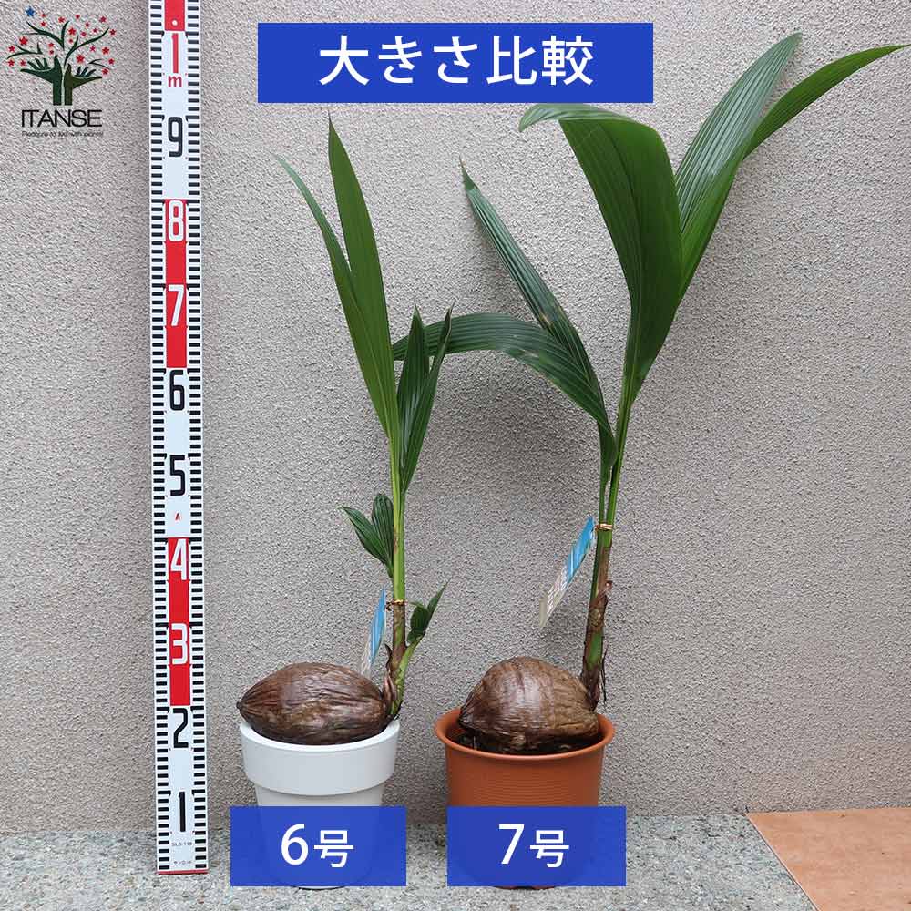 ココヤシ オールラウンドポット【観葉植物 6号プラスチック鉢／1個売り