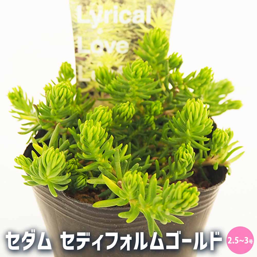 育てやすいセダム☆ 育てやすい多肉植物 セダム4種セット 50g - メルカリ