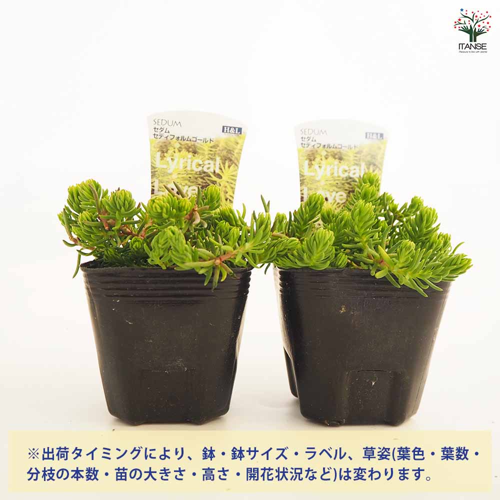 セダム セディフォルムゴールド 【多肉植物 2.5～3号】｜ 【植物の