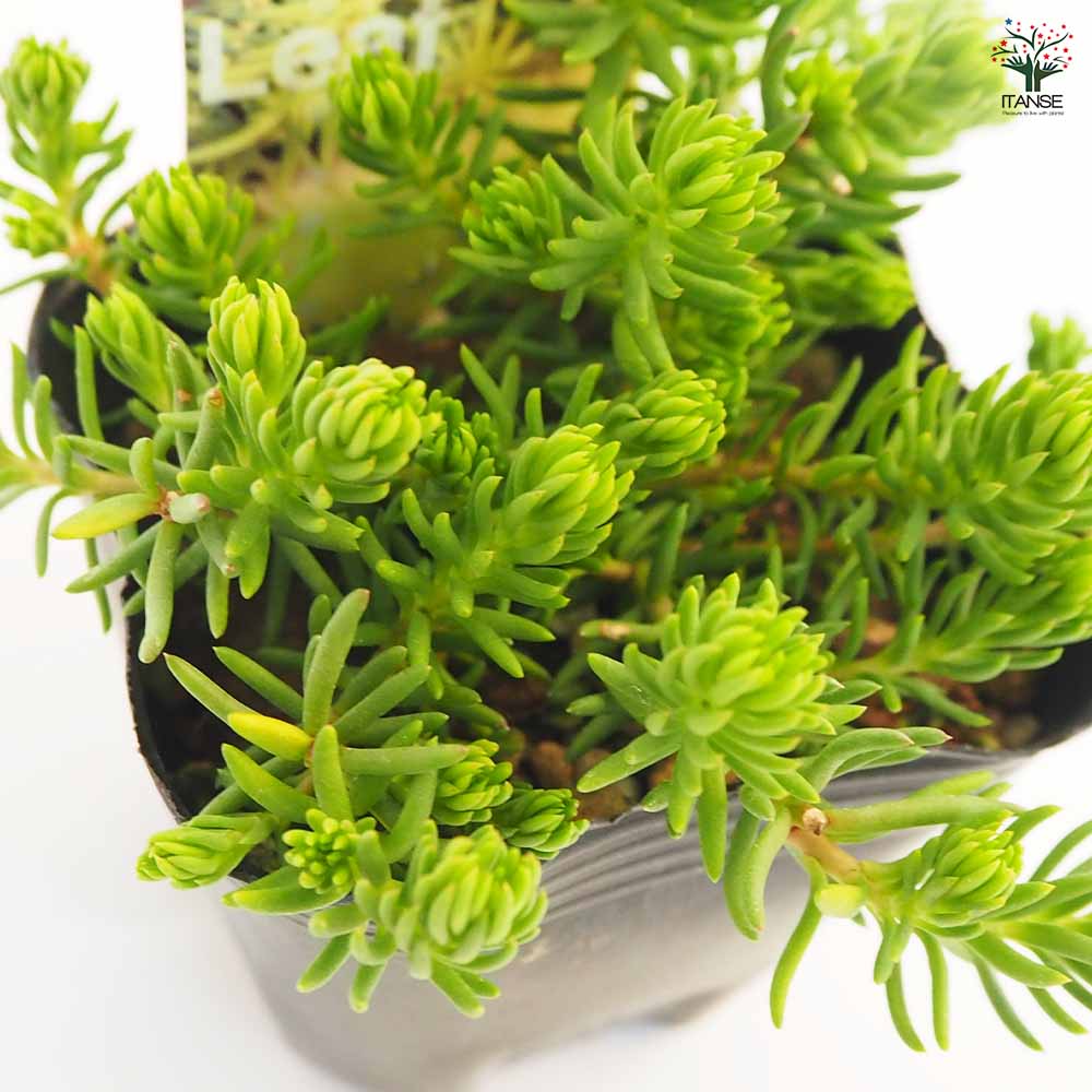 セダム セディフォルムゴールド 【多肉植物 2.5～3号】｜ 【植物の