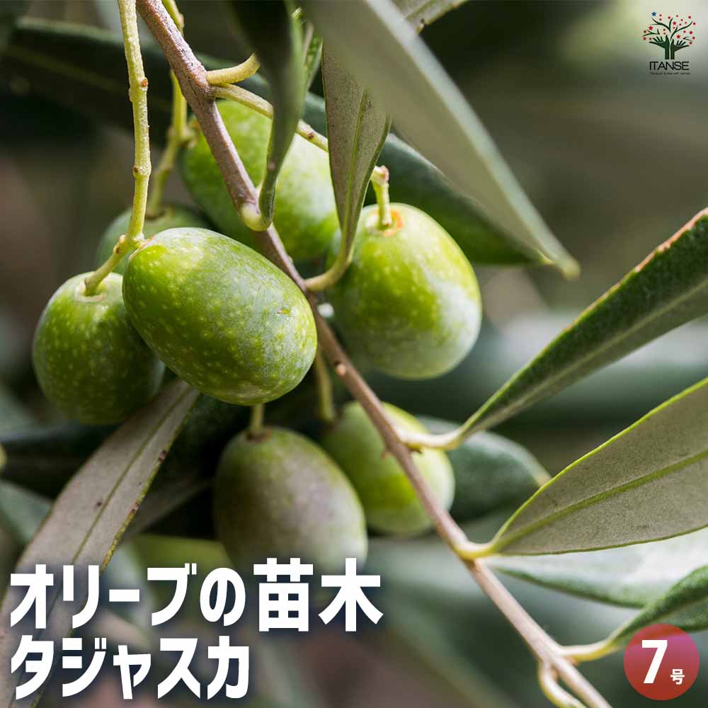 オリーブ タジャスカ 【果樹の苗木 7号／1個売り】｜ 【植物の