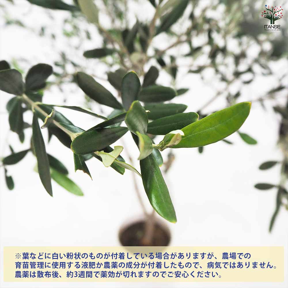 オリーブ タジャスカ 【果樹の苗木 7号／1個売り】｜ 【植物の
