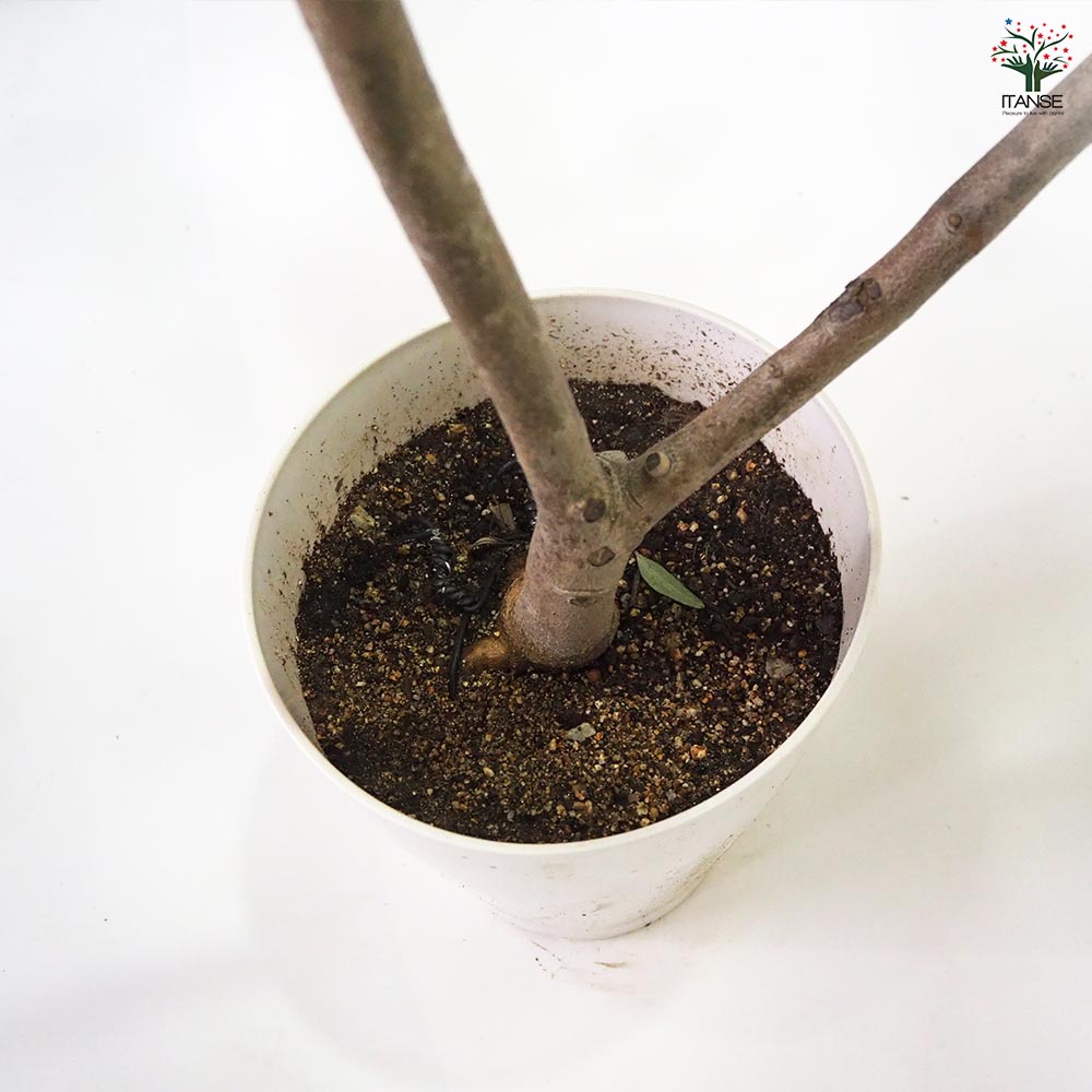 オリーブ タジャスカ 【果樹の苗木 7号／1個売り】｜ 【植物の