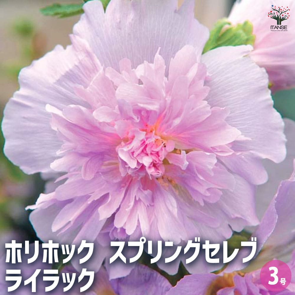ホリホック スプリングセレブ ライラック 【花苗 3号】｜ 【植物の