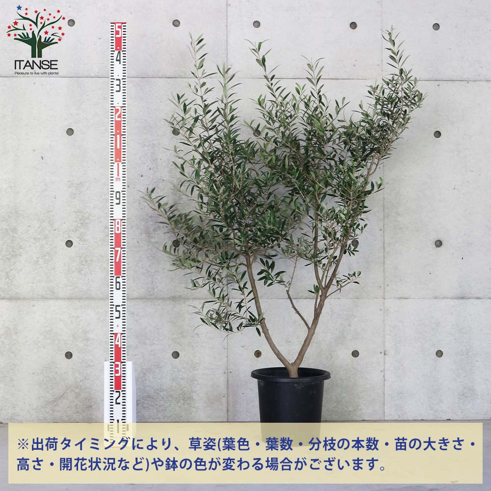 オリーブの苗木 ネバディロブランコ【果樹の苗木 8号ポット大苗 挿し木苗／1個売り】