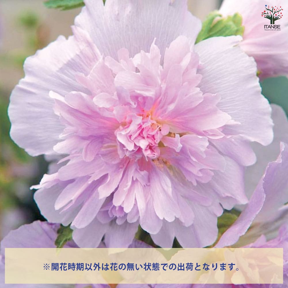 ホリホック スプリングセレブ ライラック 【花苗 3号】｜ 【植物の