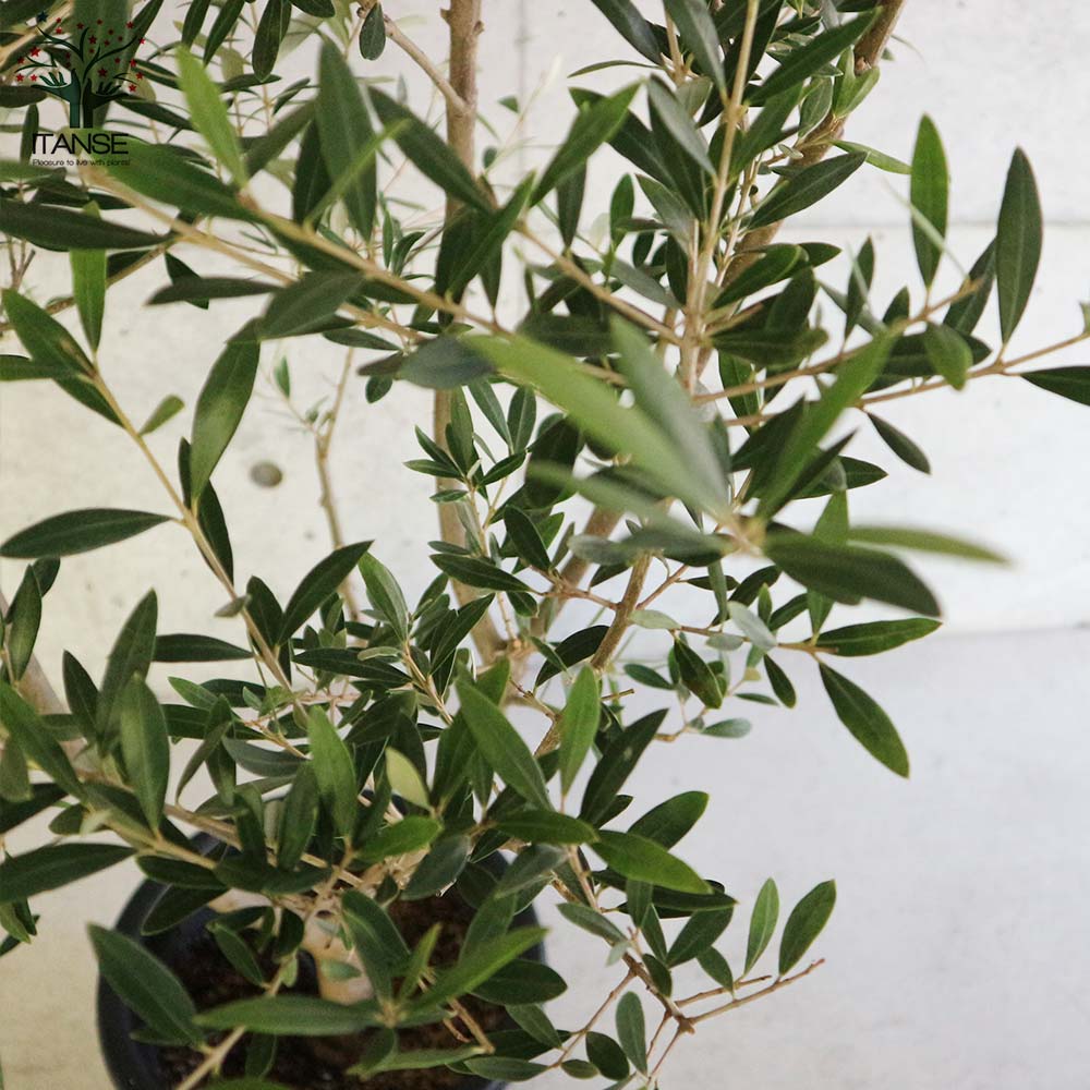 オリーブの苗木 ネバディロブランコ【果樹の苗木 8号ポット大苗 挿し木苗／1個売り】