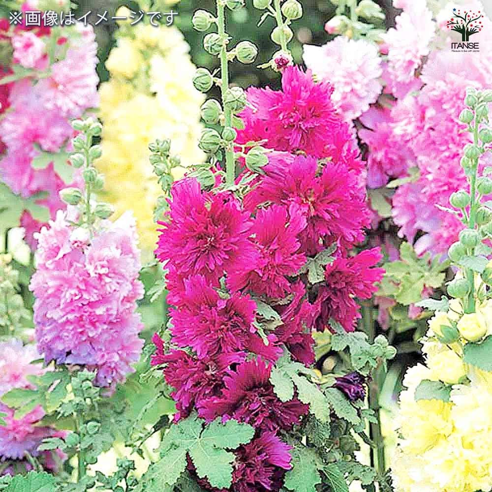 ホリホック スプリングセレブ ライラック 【花苗 3号】｜ 【植物の