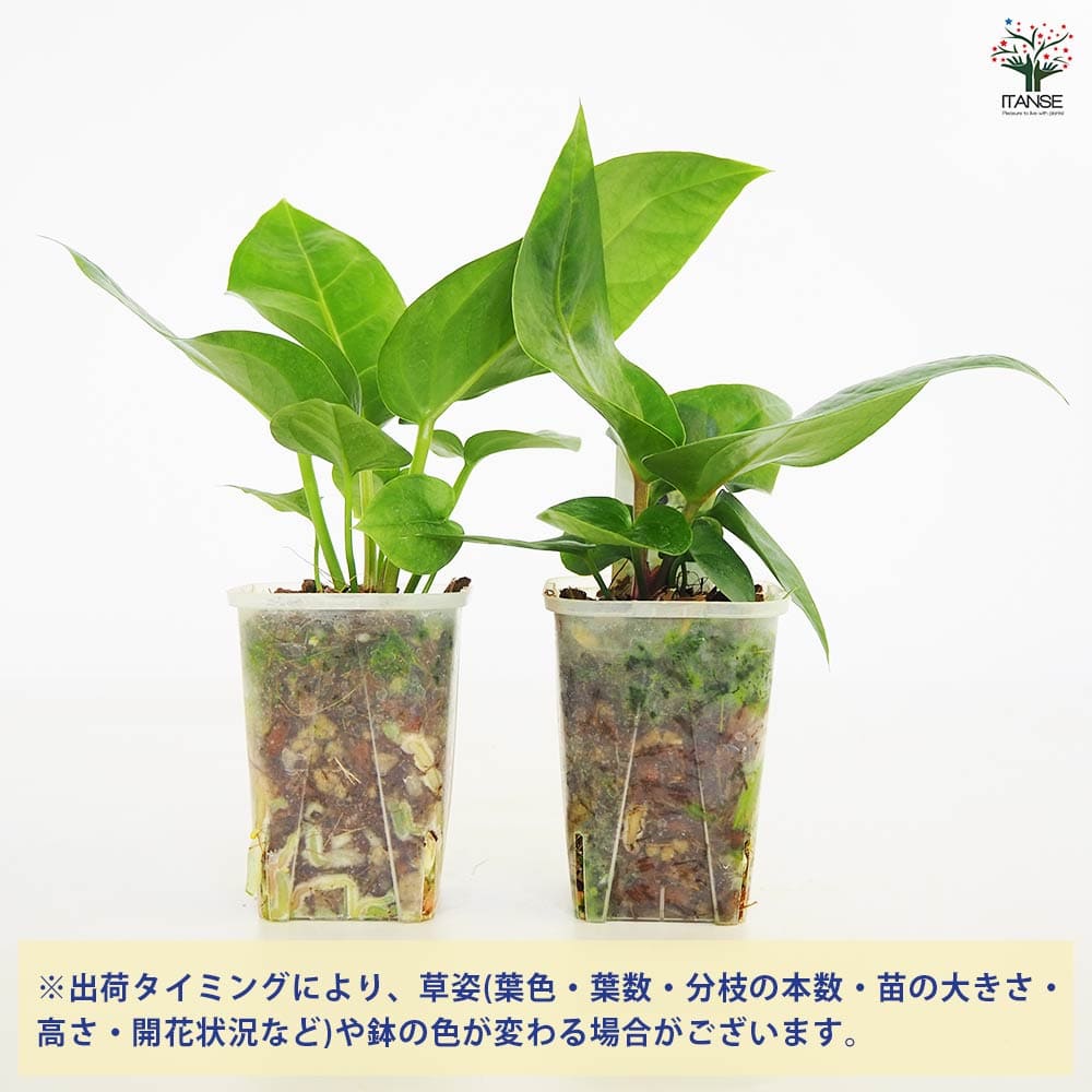 観葉植物 アンスリウム フーケリー 【観葉植物 2.5号】｜ 【植物