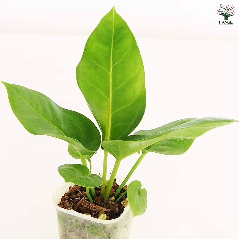 観葉植物 アンスリウム フーケリー 【観葉植物 2.5号】｜ 【植物