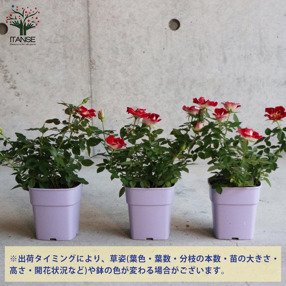 ミニ薔薇 リトルアーチスト 【花苗 3.5号鉢 花木／ミニバラ／1個売り