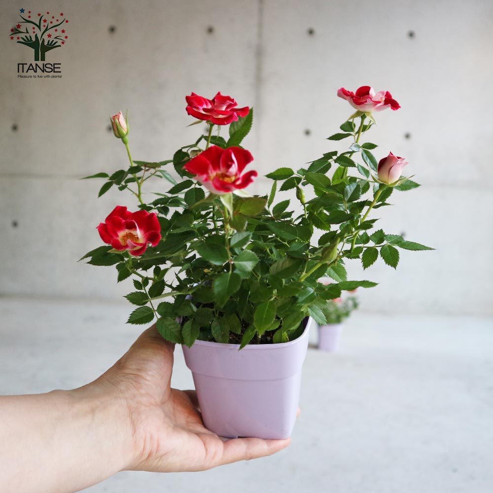 ミニ薔薇 リトルアーチスト 【花苗 3.5号鉢 花木／ミニバラ／1個売り
