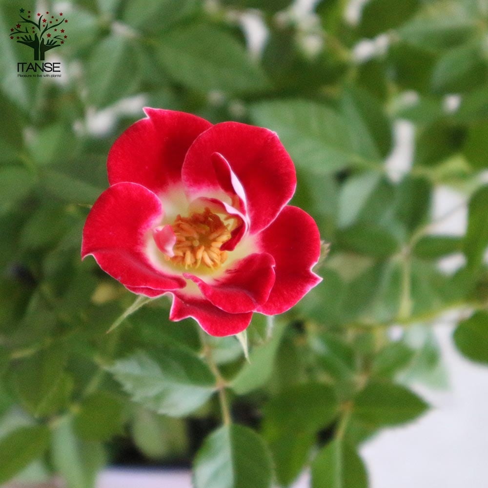ミニ薔薇 リトルアーチスト 【花苗 3.5号鉢 花木／ミニバラ／1個売り