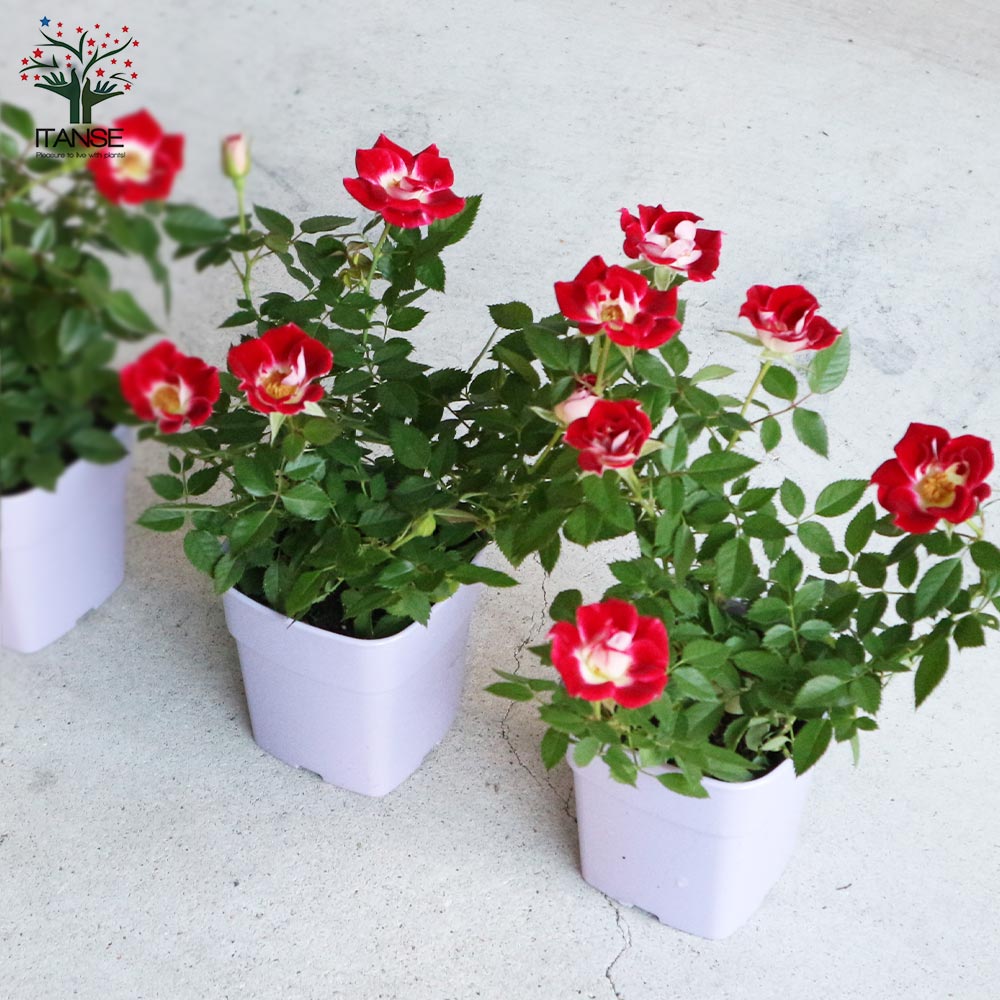 ミニ薔薇 リトルアーチスト 【花苗 3.5号鉢 花木／ミニバラ／1個売り