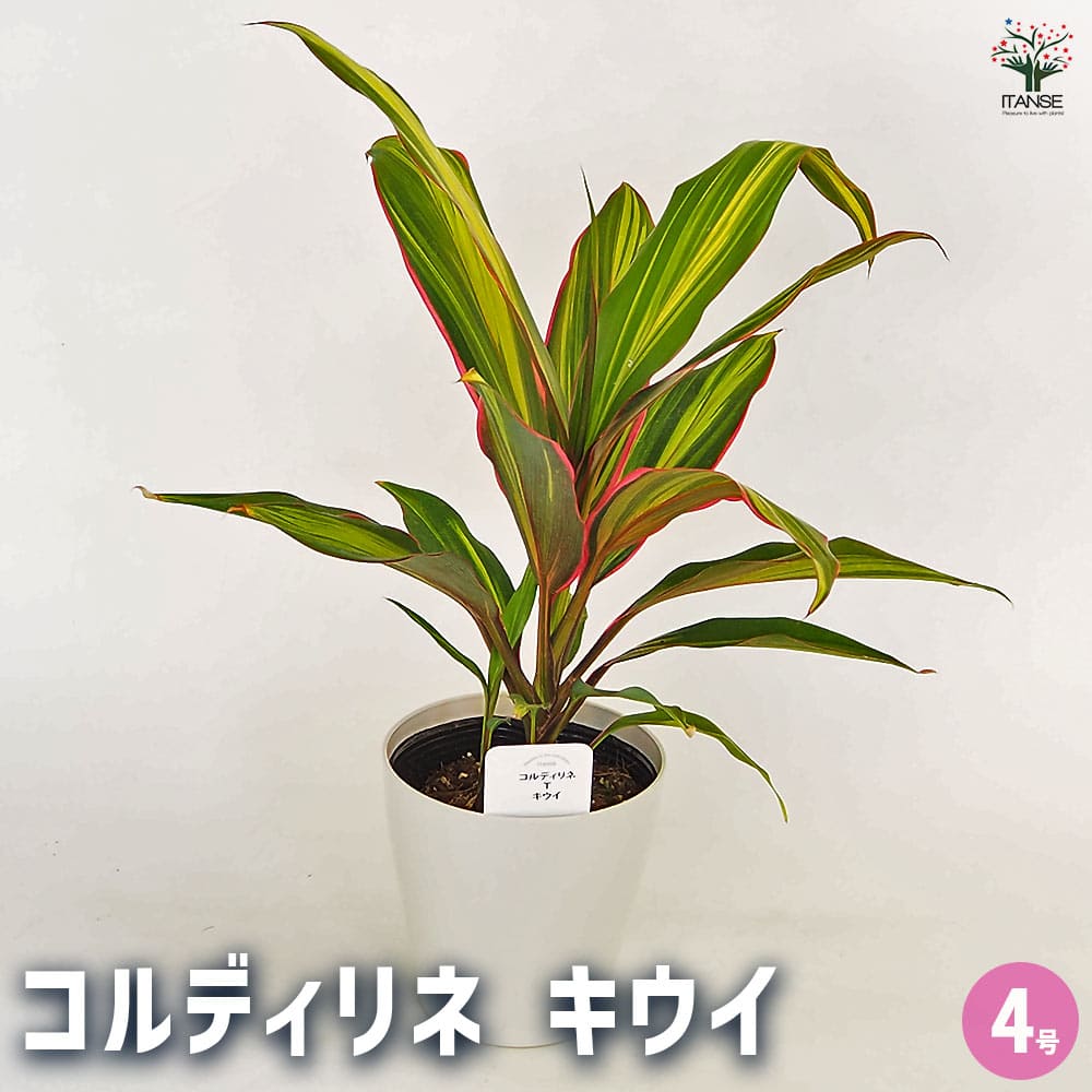 コルディリネ キウイ 【観葉植物 4号】｜ 【植物のITANSE