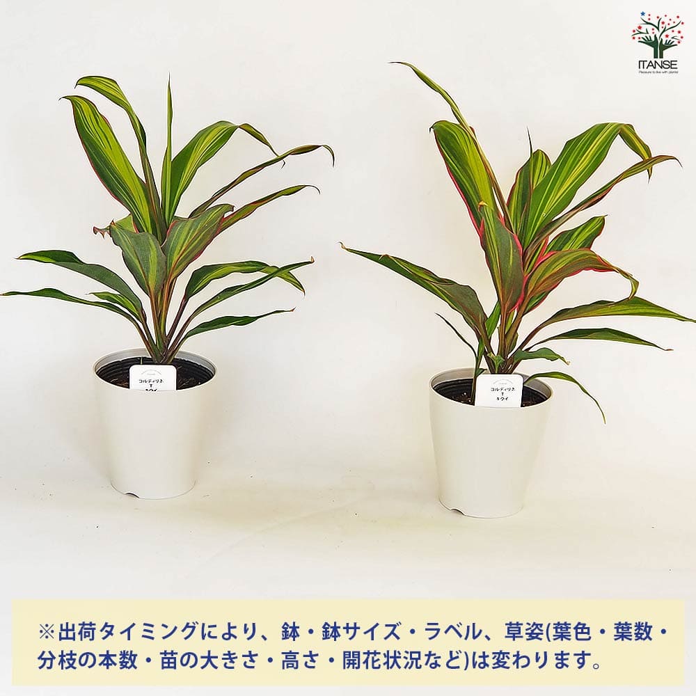 コルディリネ キウイ 【観葉植物 4号】｜ 【植物のITANSE】全品