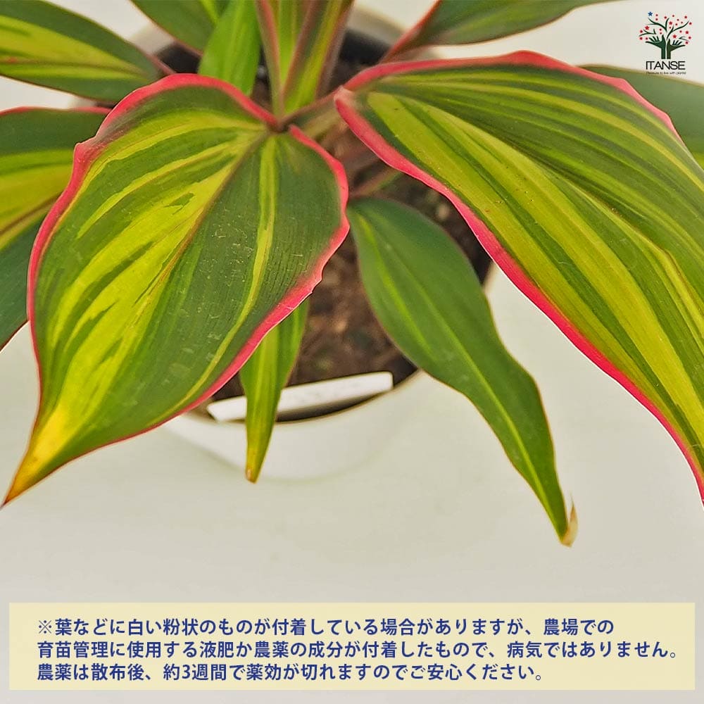 コルディリネ キウイ 【観葉植物 4号】｜ 【植物のITANSE