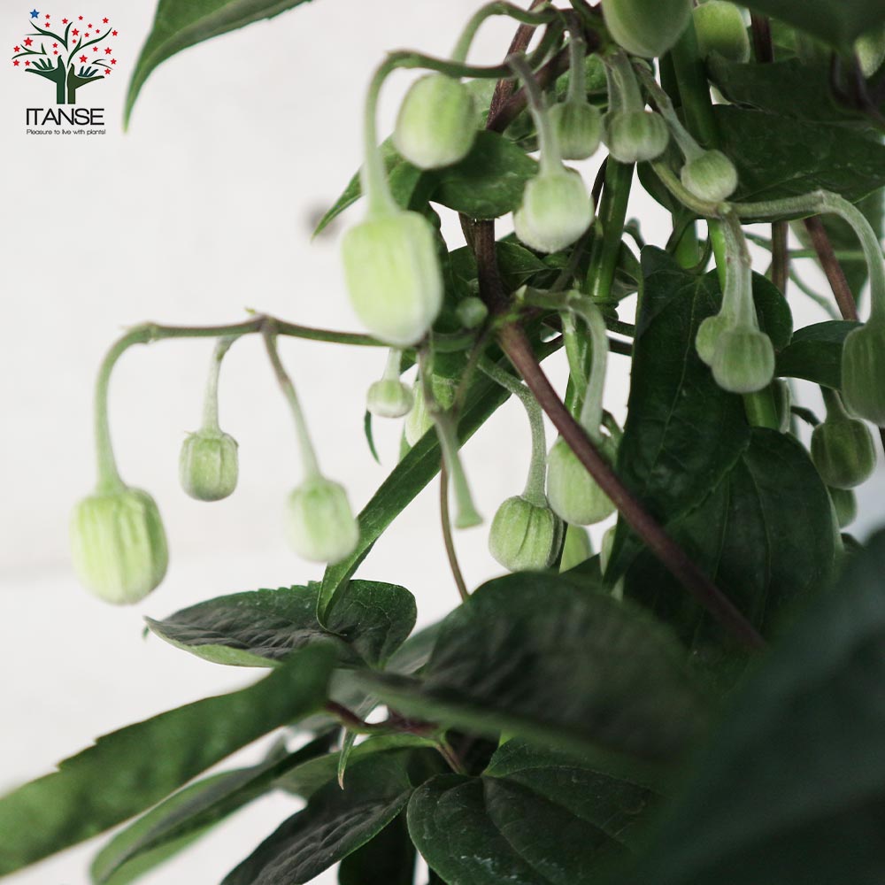 Itanse良品ｾﾚｸﾄ通販