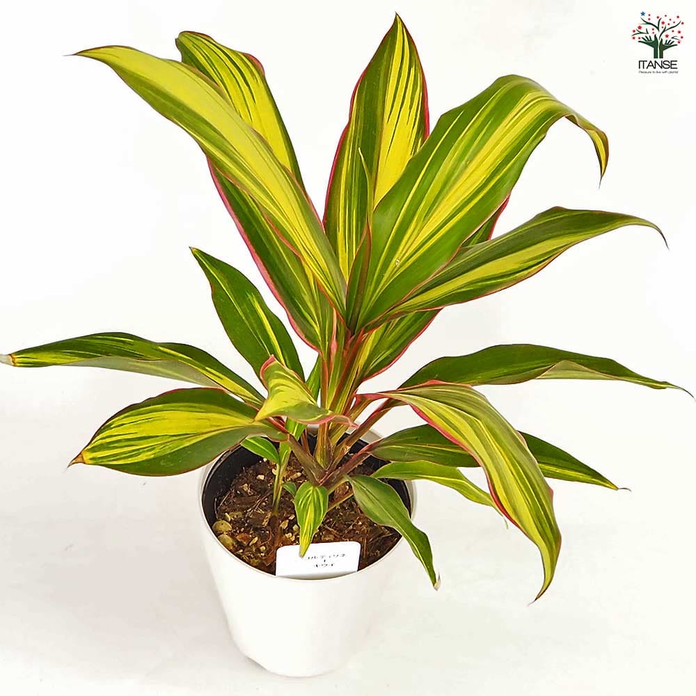 ドラセナキウイ　苗　リュウゼツラン 科　観葉植物　コルジリネ　コルディリネ コルディリネ キウイ 【観葉植物 4号】｜ 【植物のITANSE