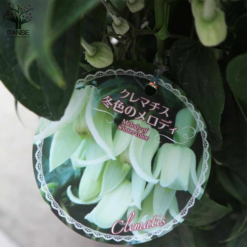 Itanse良品ｾﾚｸﾄ通販