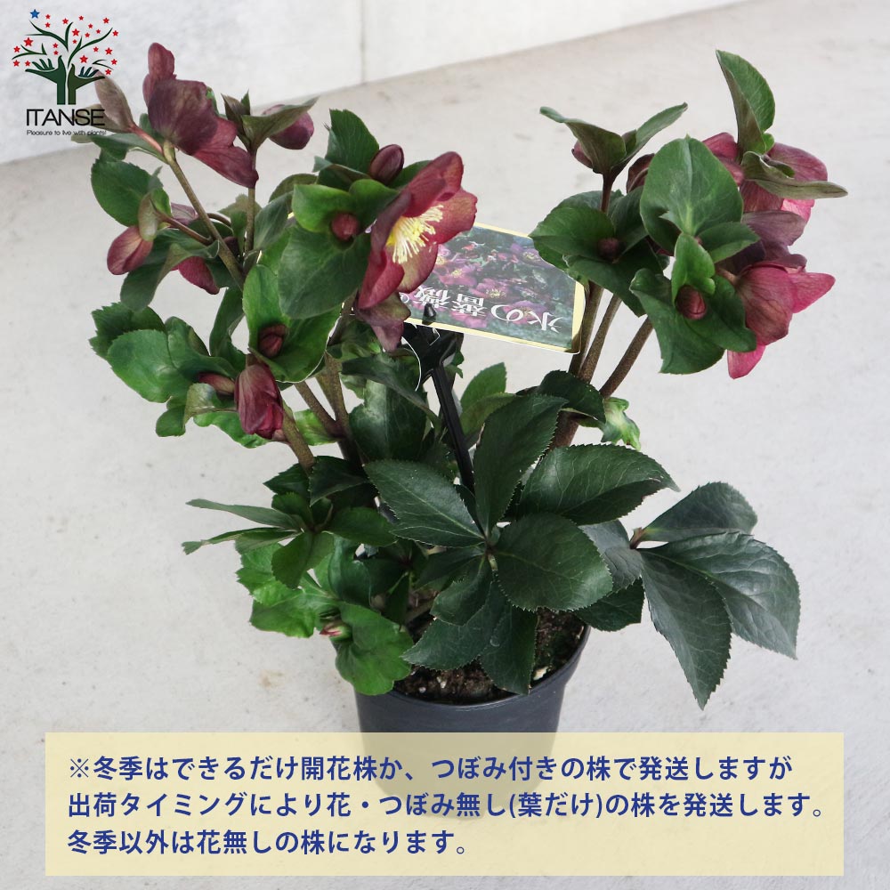 クリスマスローズ種 大木ナーセリー イリュージョン セルフ交配 2粒