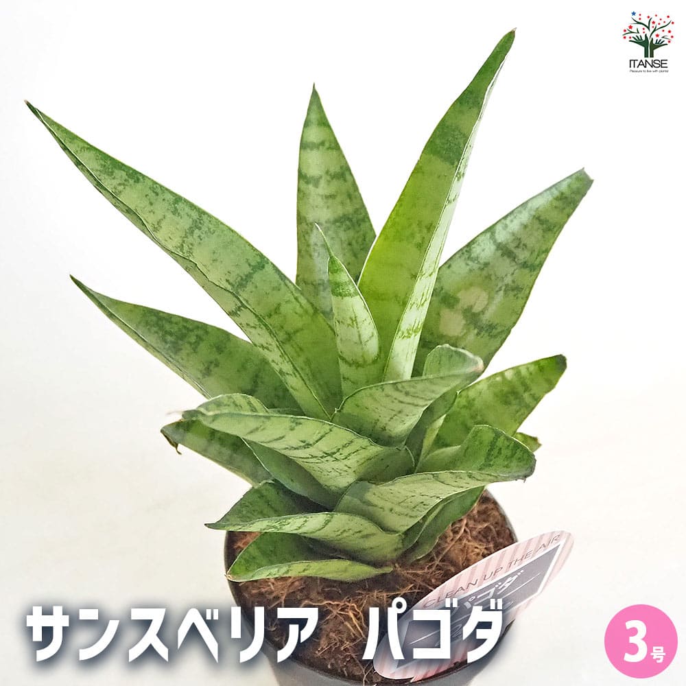 サンスベリア パゴダ 【観葉植物 3号／1個売り】｜ 【植物の