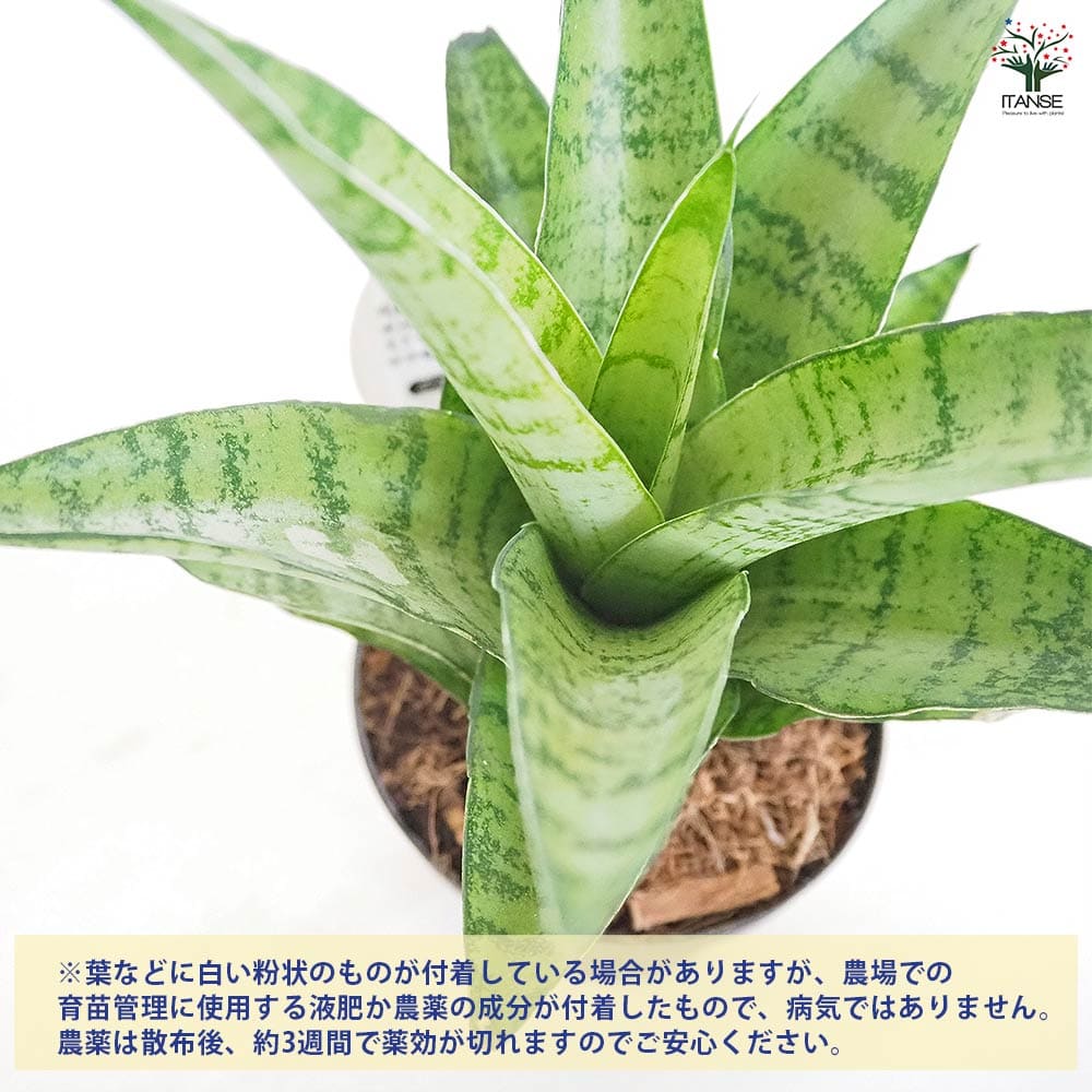 サンスベリア パゴダ 【観葉植物 3号／1個売り】｜ 【植物の