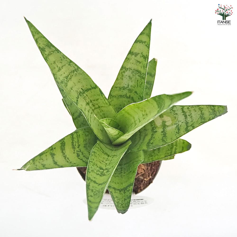 サンスベリア パゴダ 【観葉植物 3号／1個売り】｜ 【植物の