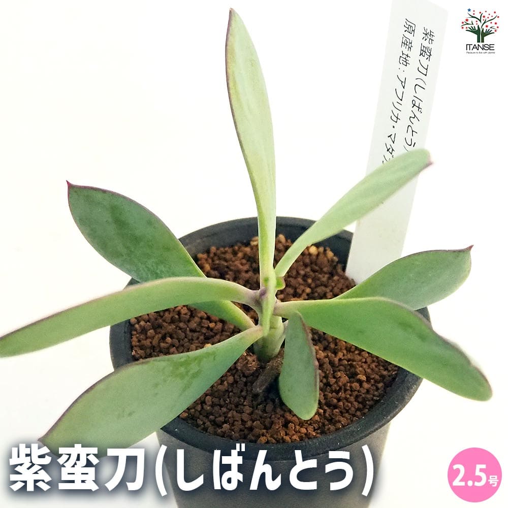 紫蛮刀(しばんとう) 【多肉植物 2.5号／1個売り】