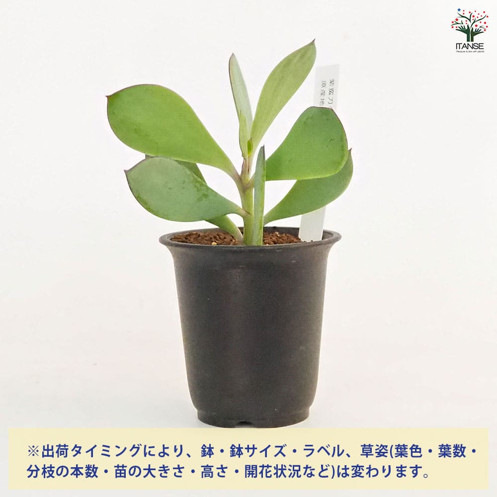 紫蛮刀(しばんとう) 【多肉植物 2.5号／1個売り】