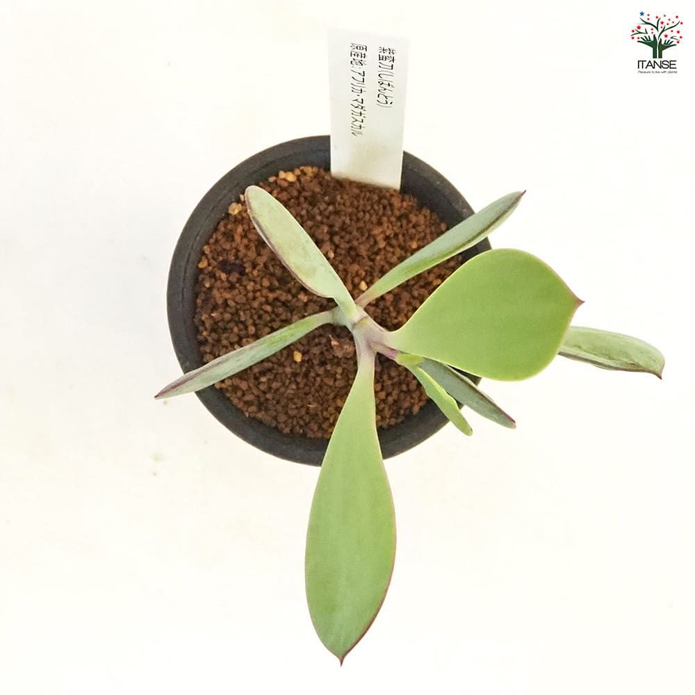 紫蛮刀(しばんとう) 【多肉植物 2.5号／1個売り】